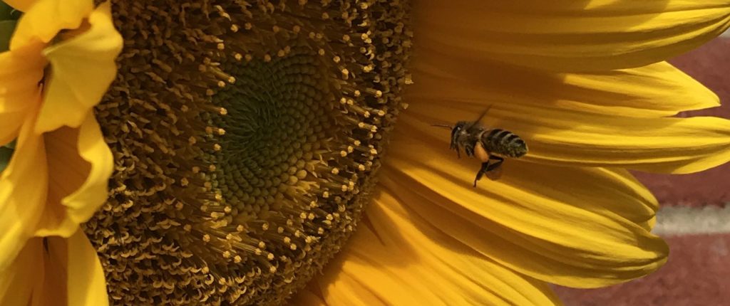 A bee flying into a sunflower